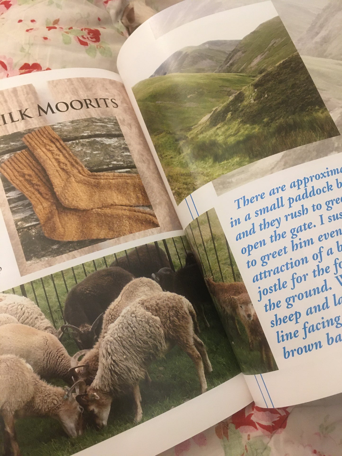 In The Footsteps of Sheep by Debbie Zawinski