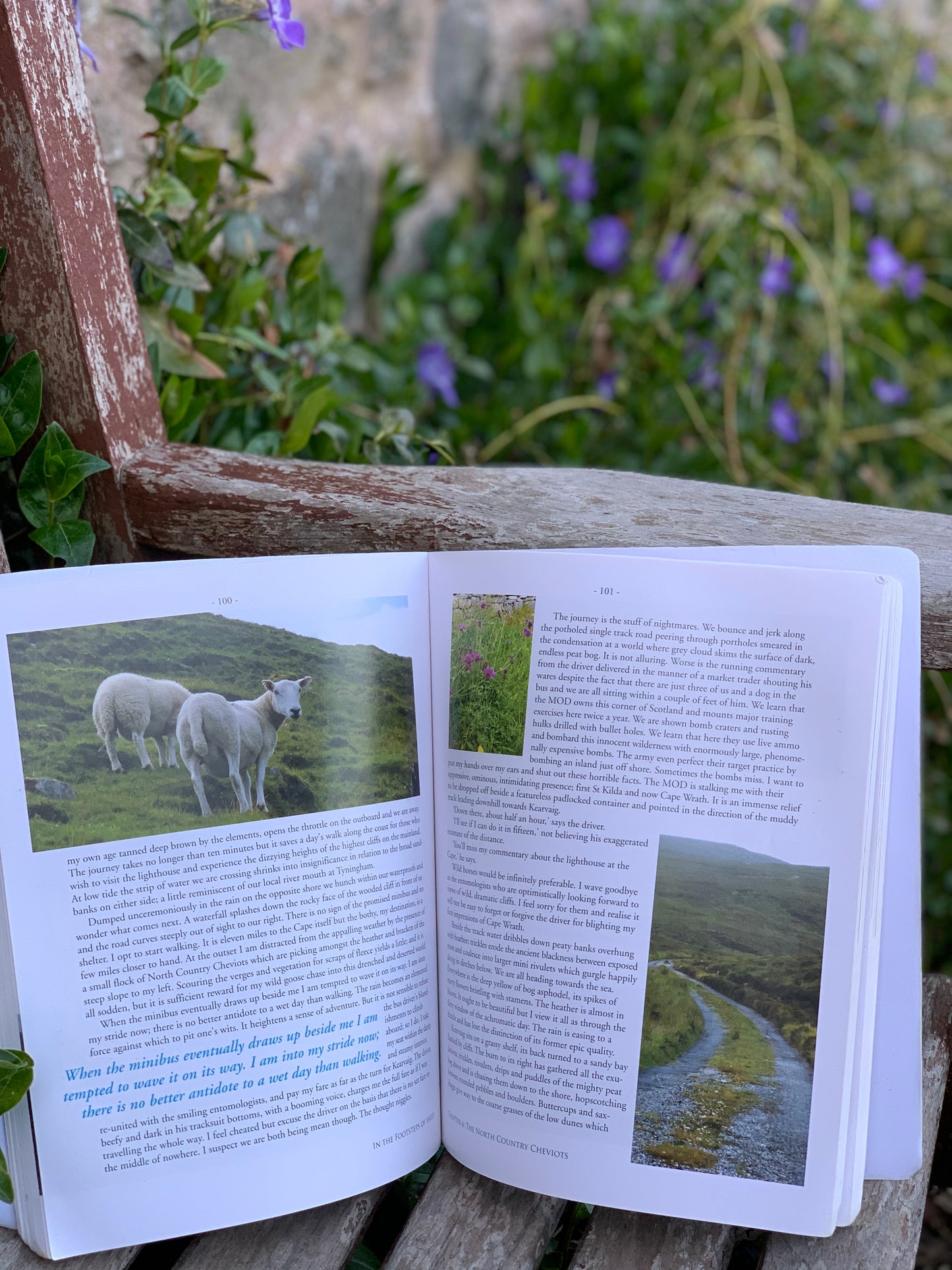 In The Footsteps of Sheep by Debbie Zawinski