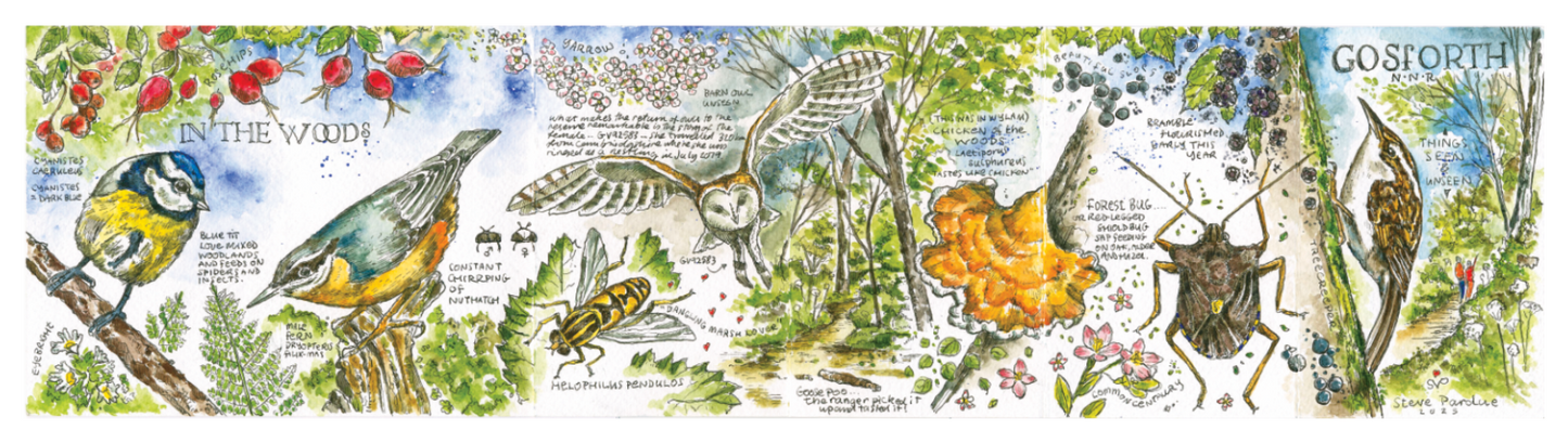 1 **NEW** Create A Nature Journal watercolour workshop with Steve Pardue - 10.30-1.30 Saturday 31st January