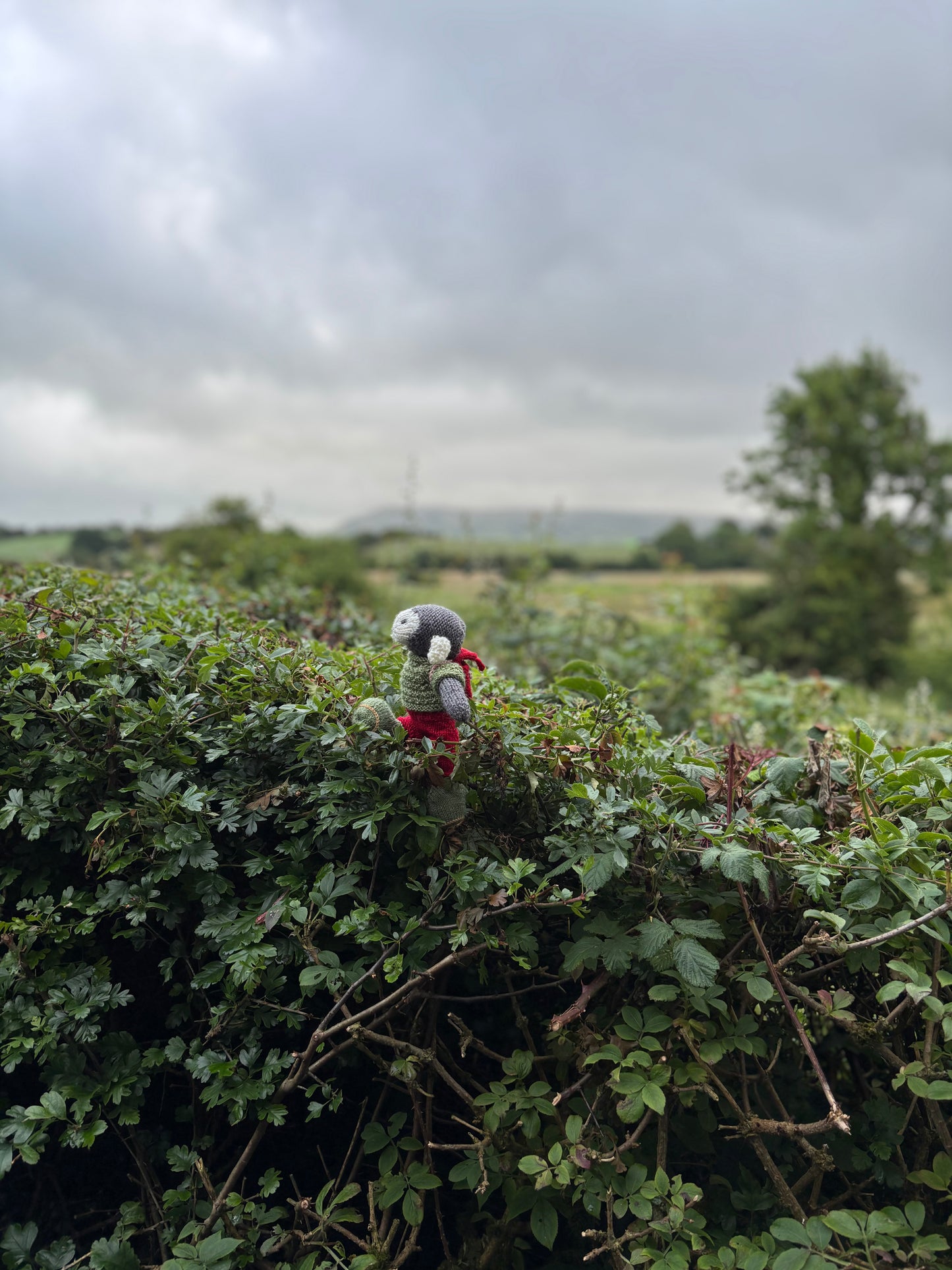 Special Wainwright the Hiking Herdy sheep kit